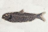 Prepare Your Own Fossil Fish Kit - Knightia or Diplomystus - Photo 3